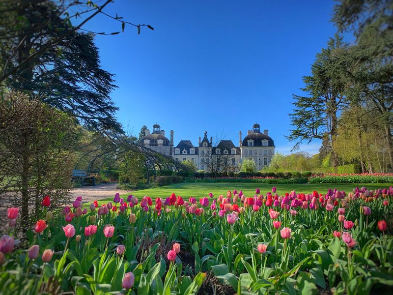 Tulipes-au-chateau-de-cheverny-Mir-Photos-ADT41–22-
