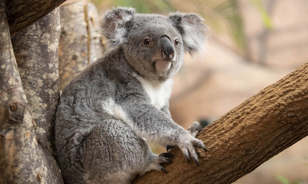 ZooParc de Beauval – Koala – unique en France